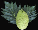Paea