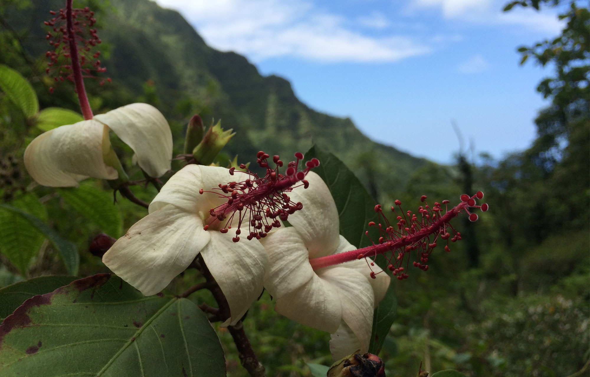 Flora of Hawaii