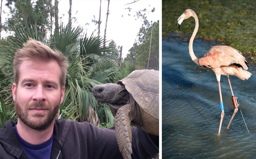 Past, Present, and Future of American Flamingos in Florida | National