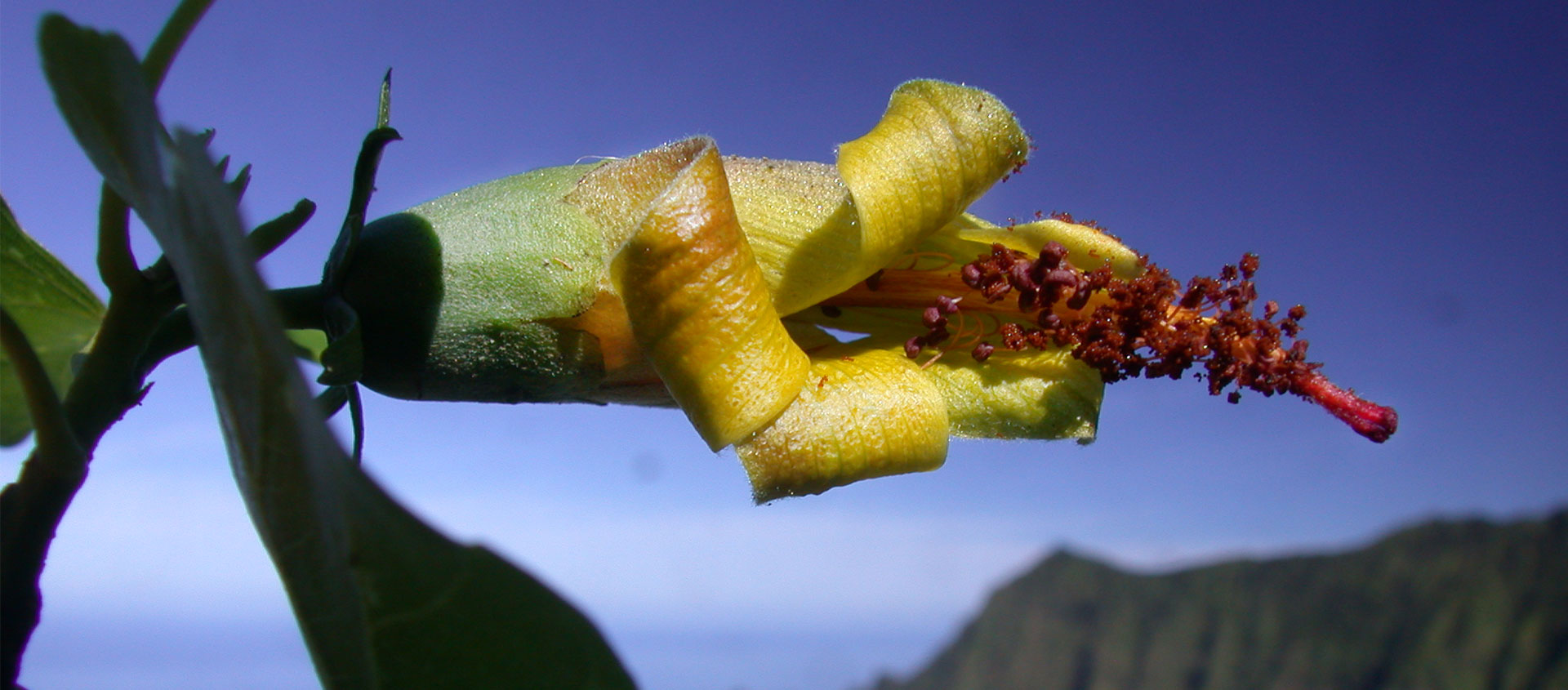 Article: Preserving Hawaii's Biodiversity Is Up To Us - National ...