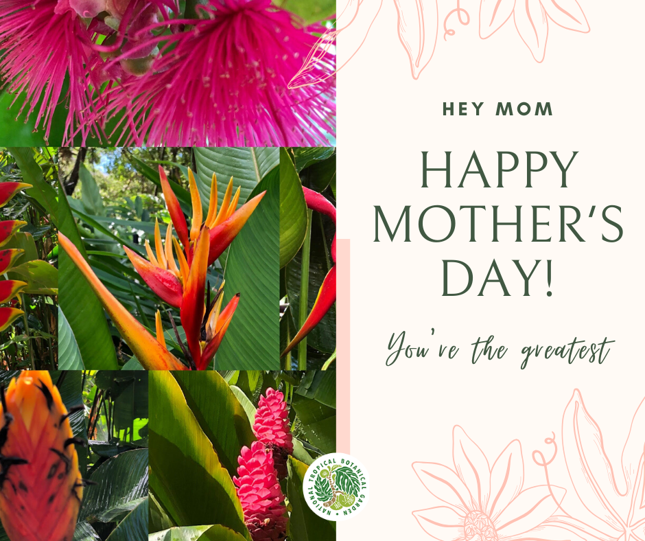 Can't see your mom in person this Mother's Day? Send her a virtual Mother's Day bouquet courtesy of NTBG! 