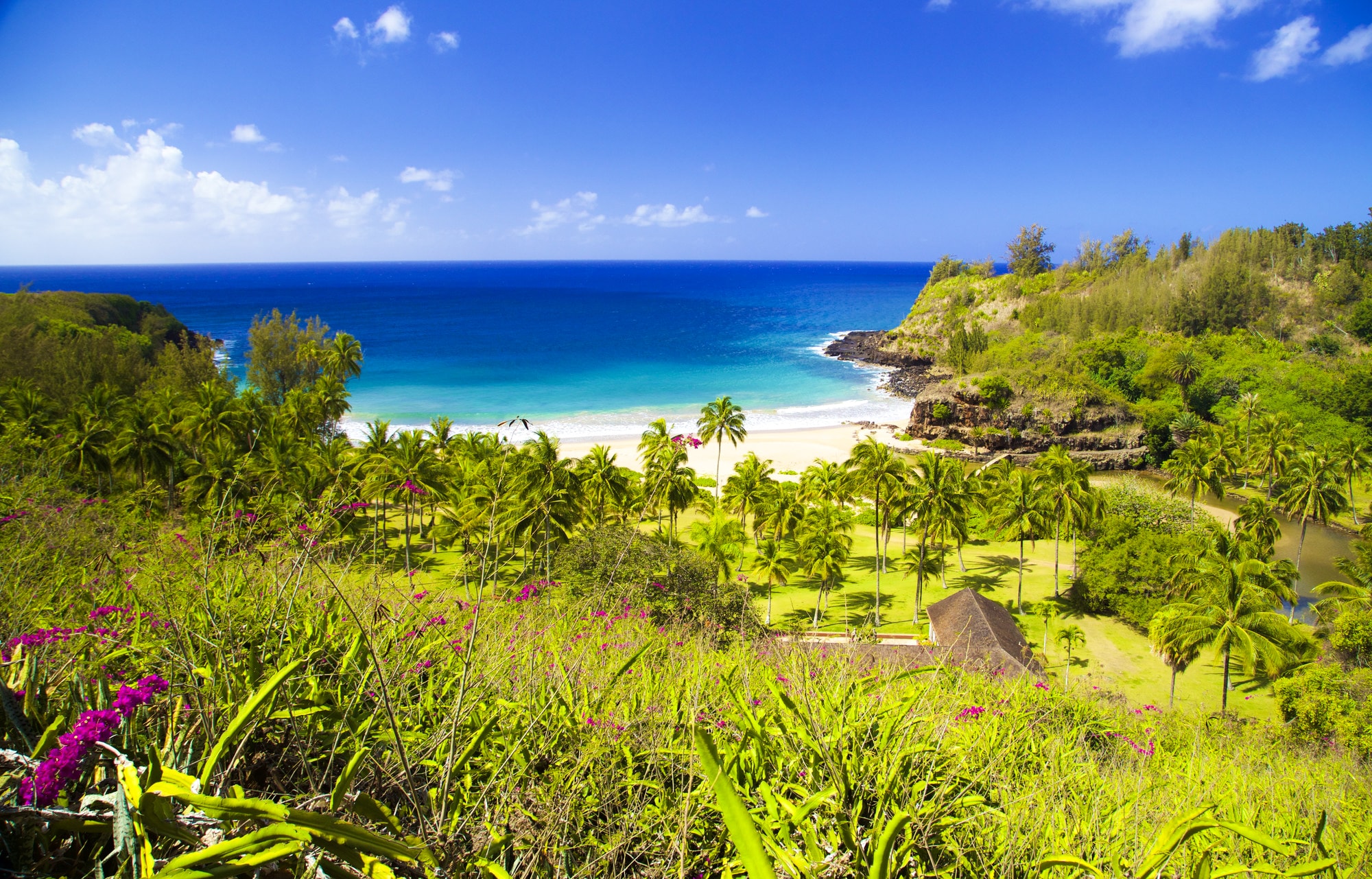 News | National Tropical Botanical Garden | Hawaii, Florida, USA
