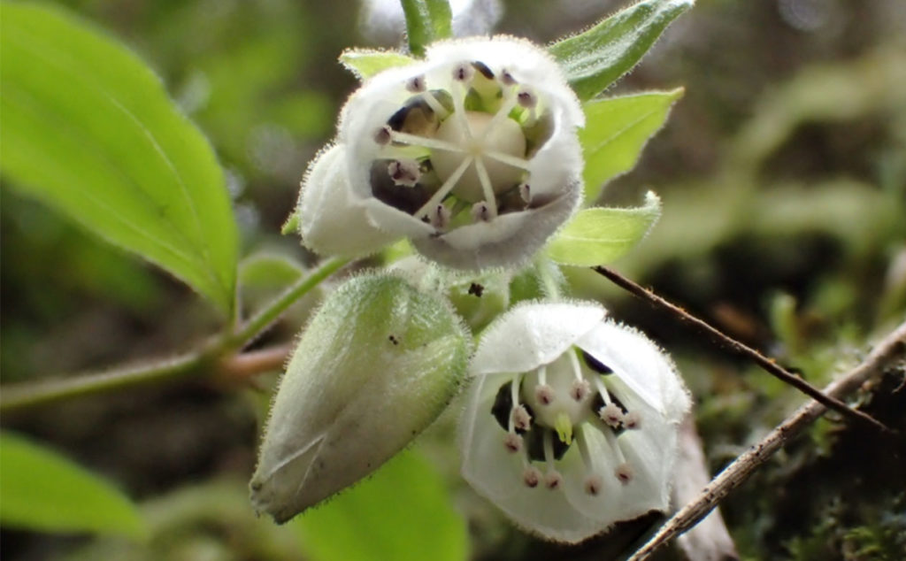 Schiedea viscosa (Caryophyllaceae)
