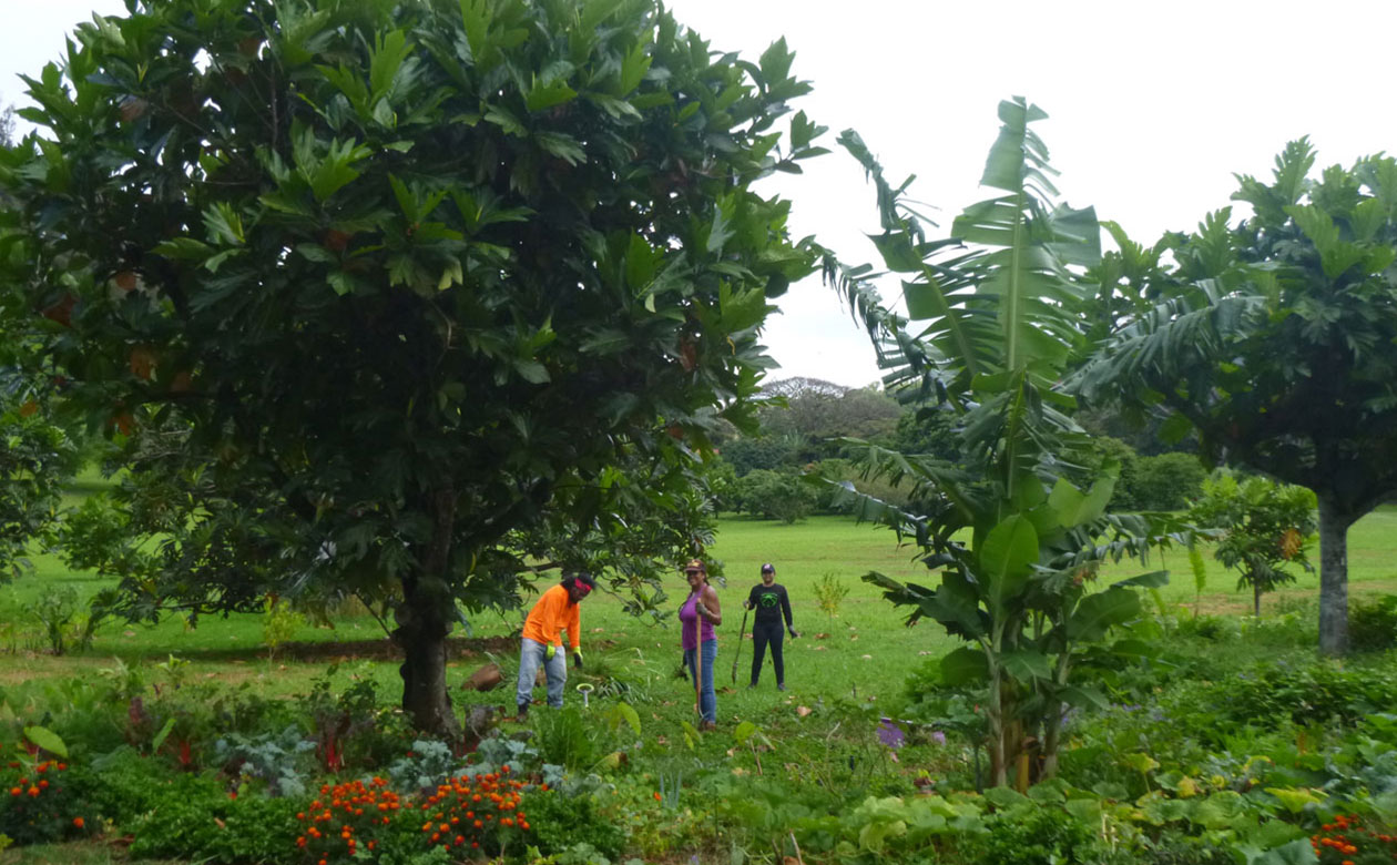 Noel and team standing in the breadfruit agroforestry demonstration