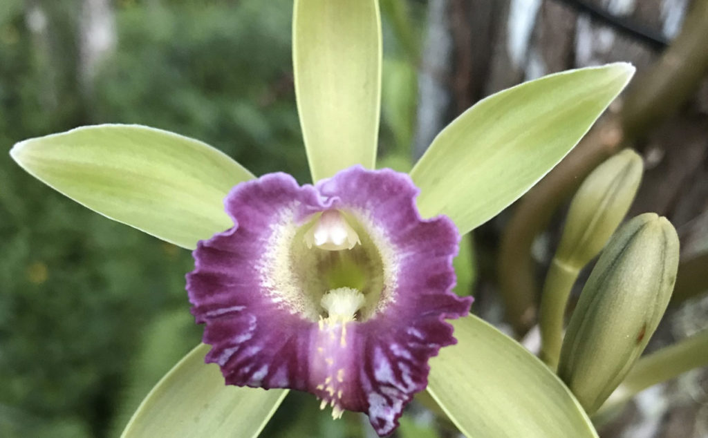 Native florida Vanille barbellata orchid
