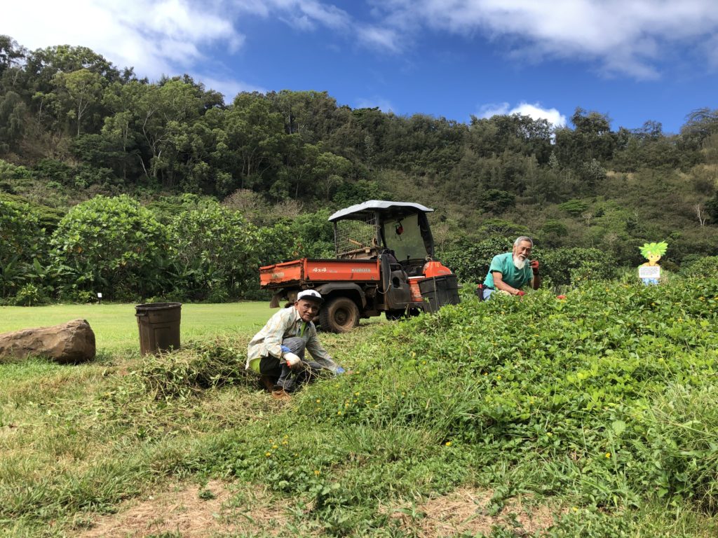  Help support our ohana by participating in our online auction. NTBG's McBryde Garden Horticulture Team members working at the base of the Tree of Life Tral.