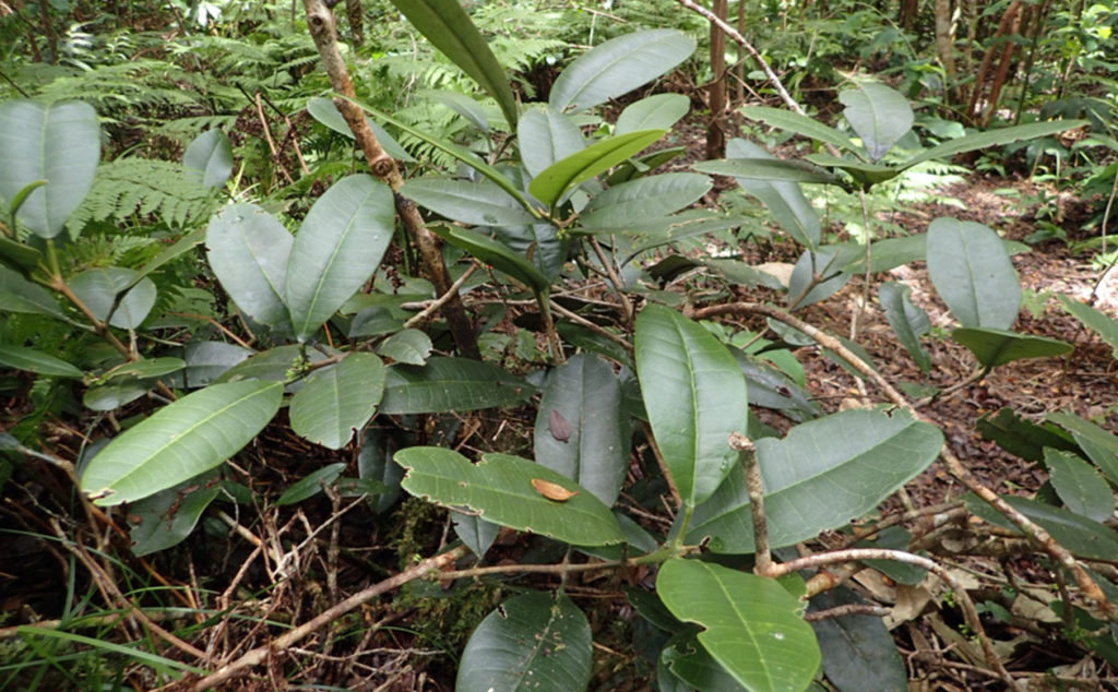 melicope nealae rediscovered on kauai by national tropical botanical garden science and conservation staff. 