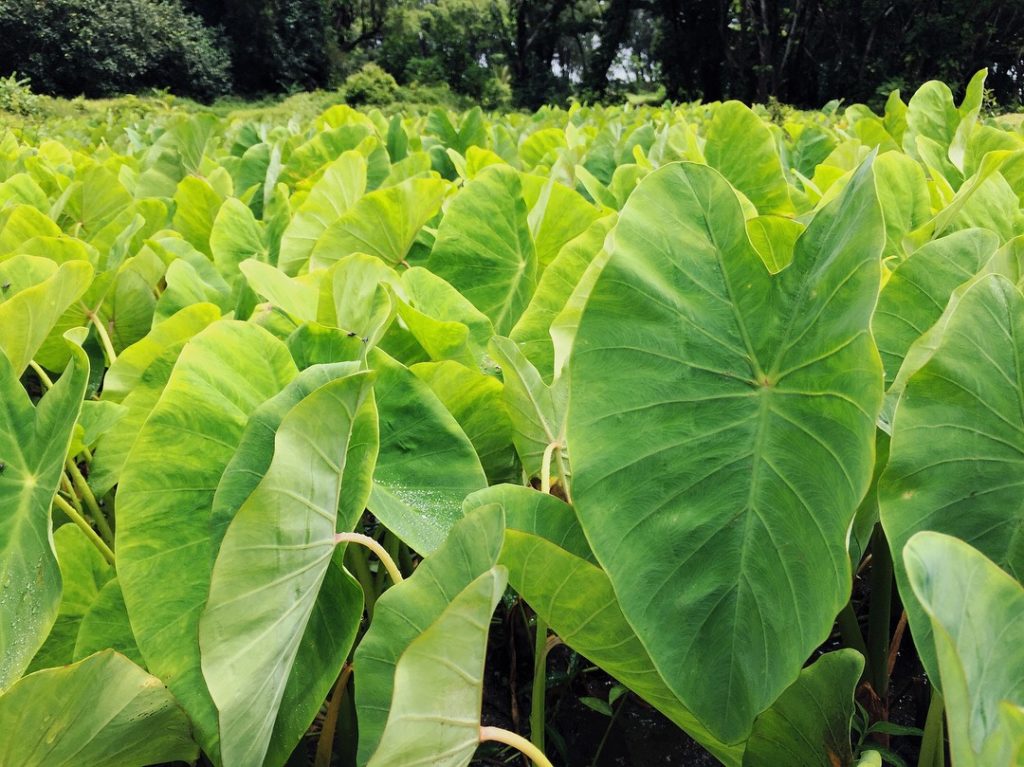 Kalo or Taro as it is commonly known makes a great substitute for sweet potato in holiday dishes. Support the fall campaign and join the holiday recipe challenge to support plant conservation and food security today.