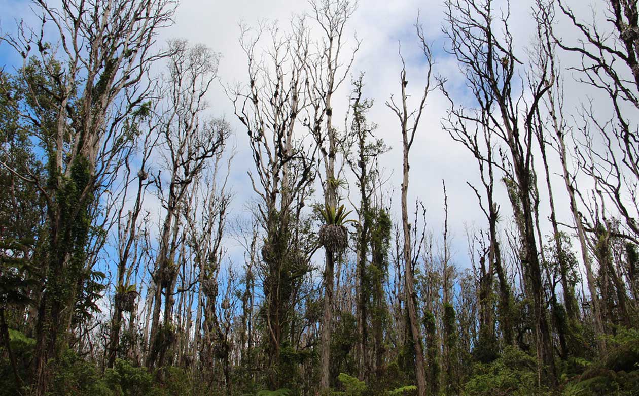 Hawaii Invasive Species | News | National Tropical Botanical Garden