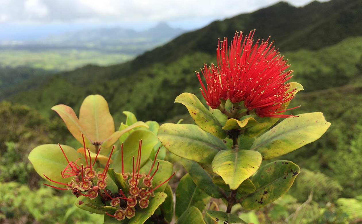 Hawaii Invasive Species News National Tropical Botanical Garden