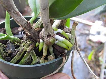 healthy orchid roots, potted orchid