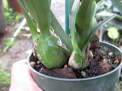 potted orchid plant, bulbous portion