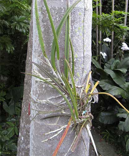 orchid attached to a tree stump