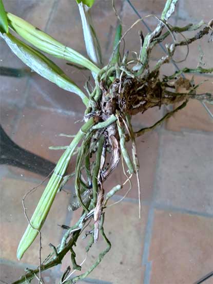 Orchid roots