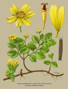 The Science Of Art – Why Botanical Illustration Matters - News - NTBG