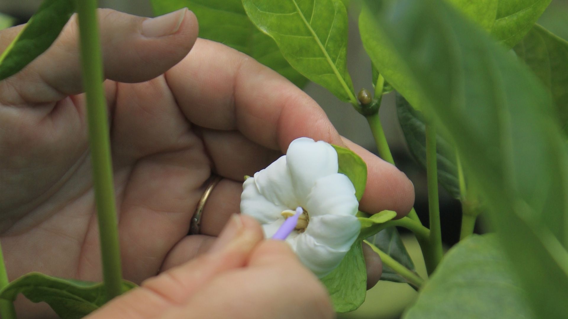 hand pollinating gardenia remyi