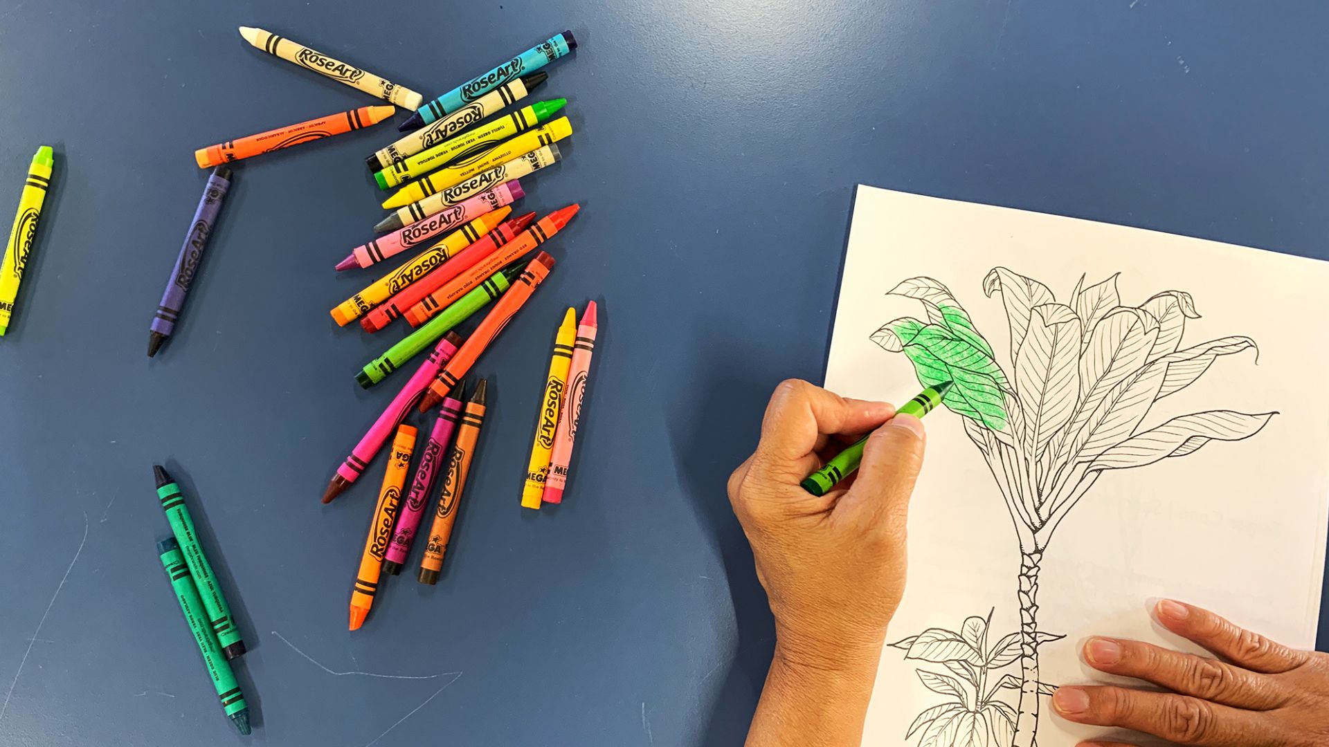 Tropical Plant Coloring Books