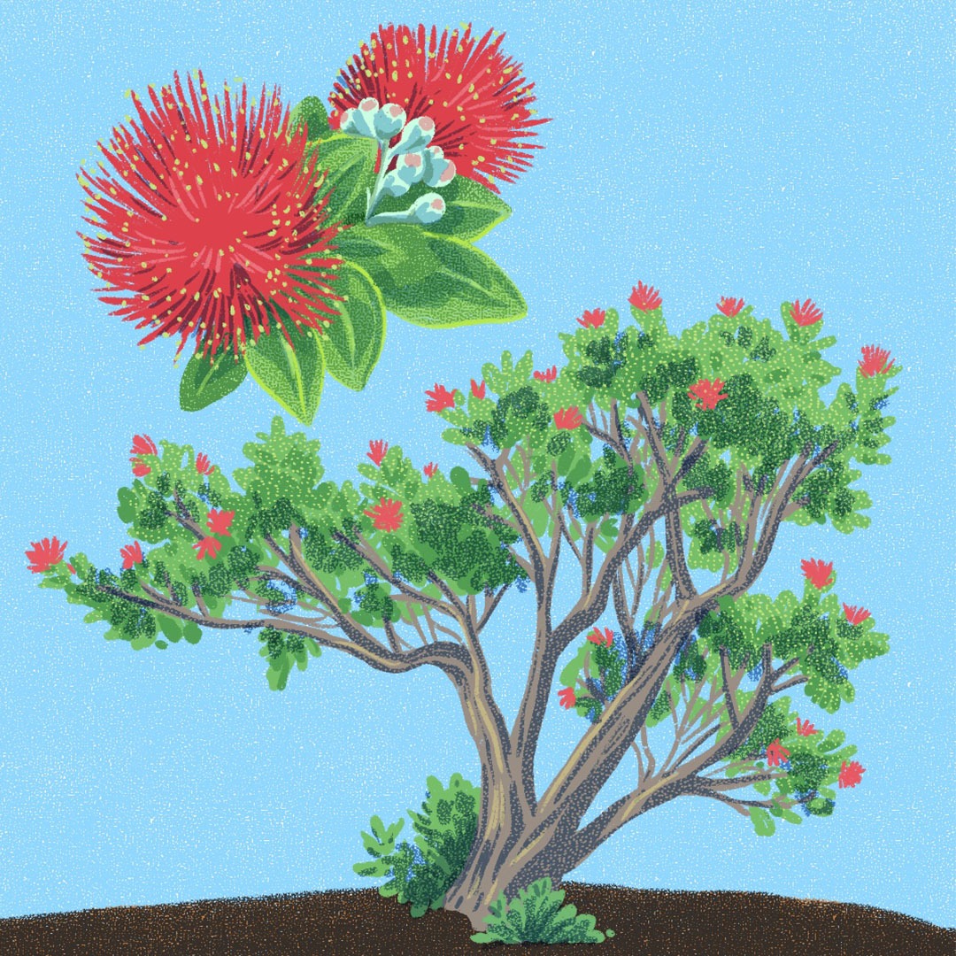 Grow Aloha: ʻŌhiʻa lehua - National Tropical Botanical Garden