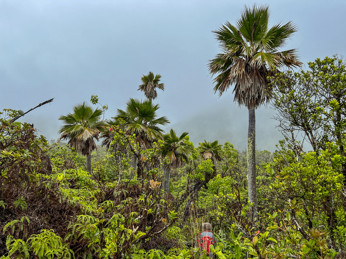 Photo Gallery: Into the World of One of Hawaiʻi