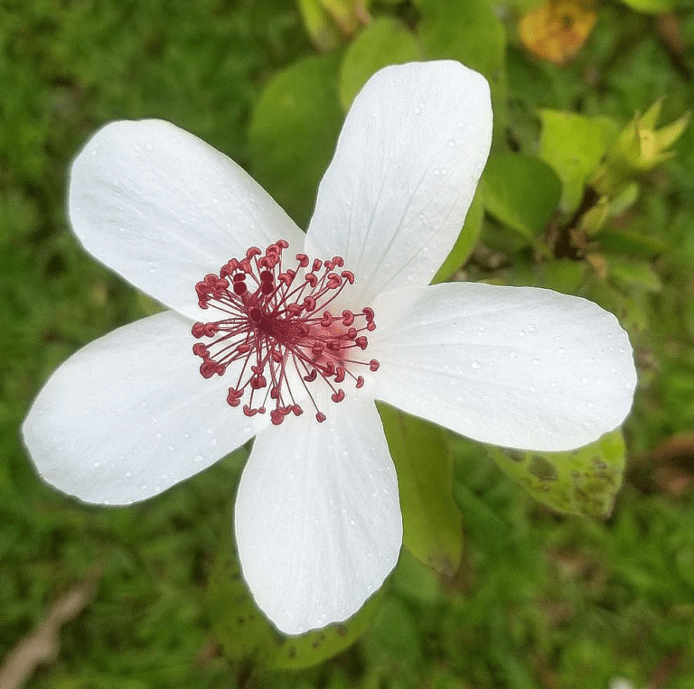 Grow Aloha: Native Hawaiian hibiscuses - National Tropical Botanical Garden