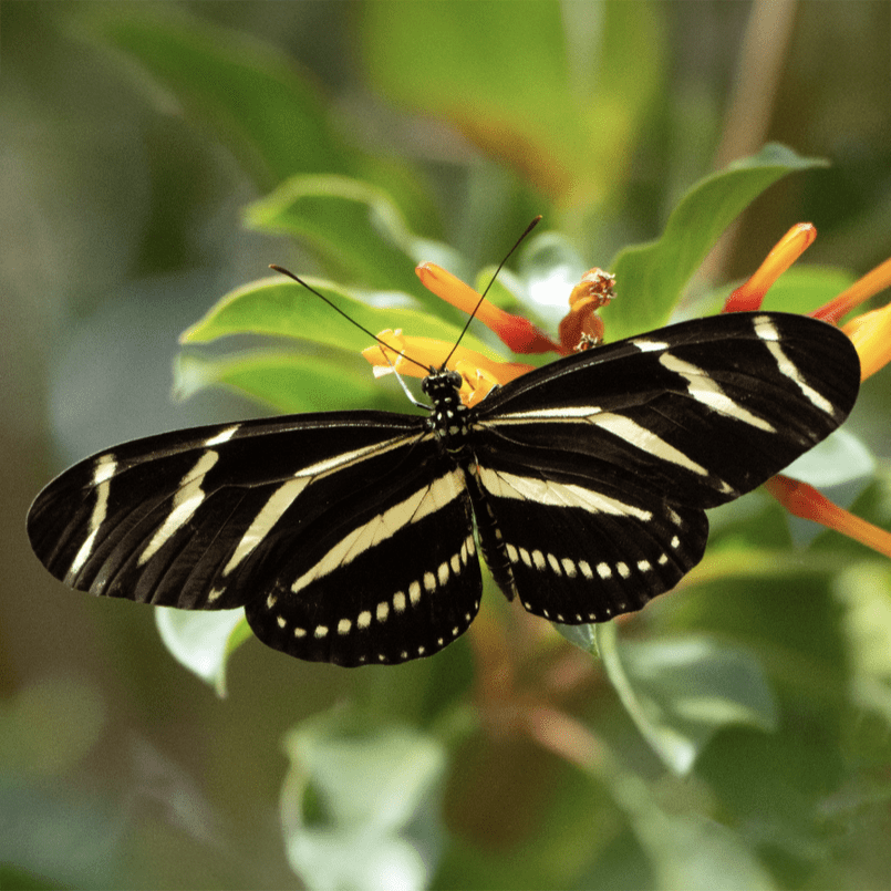 Best Pollinator Plants for South Florida - National Tropical Botanical